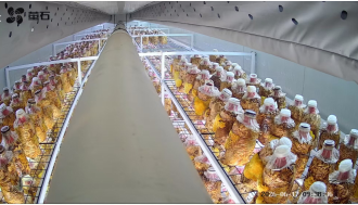 Smart Cabin Mushroom Room 19 1