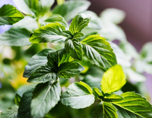 Basil