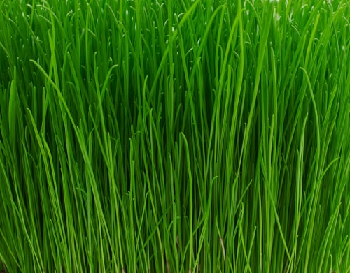 Hydroponic Fodder