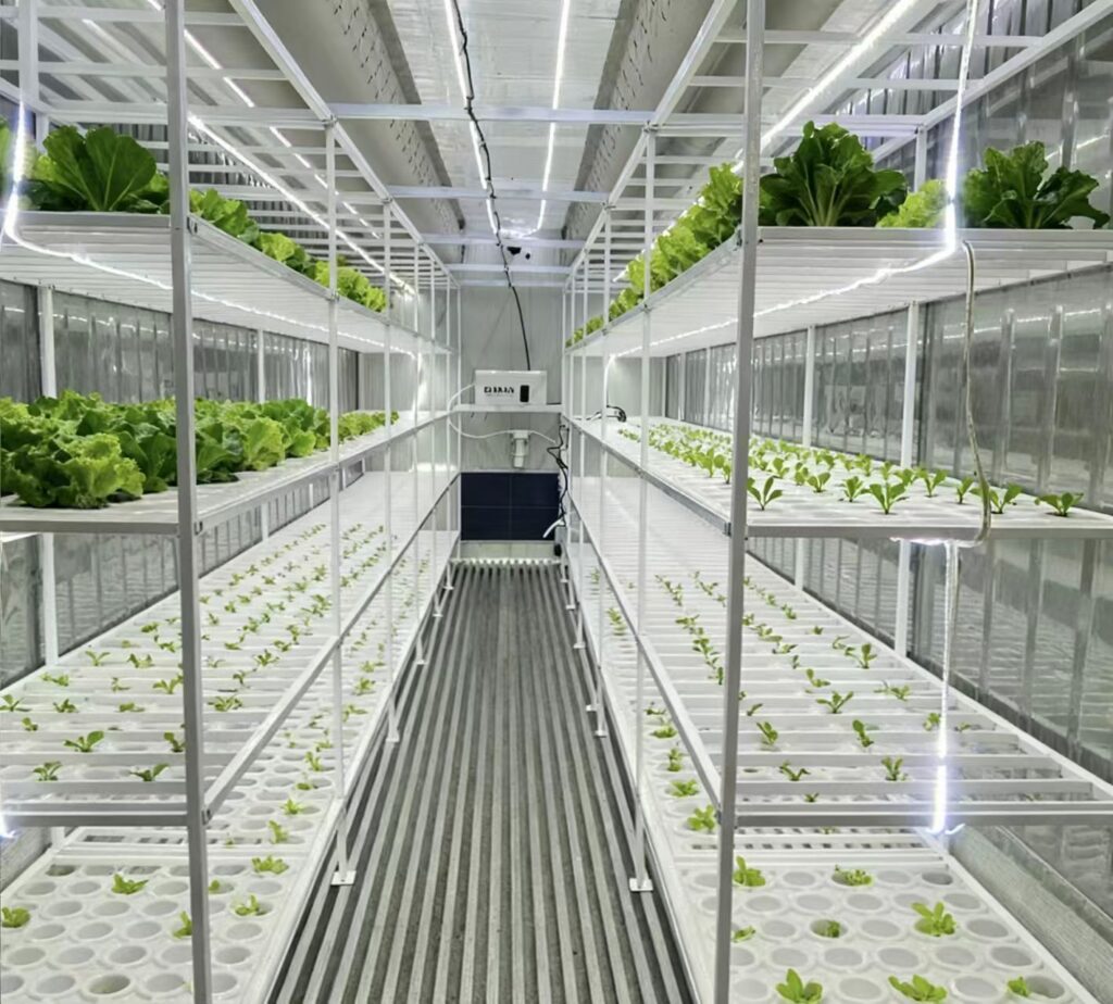 Hydroponic Plant Factory 10