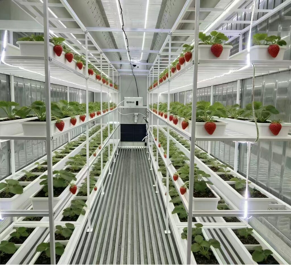 Hydroponic Plant Factory 7