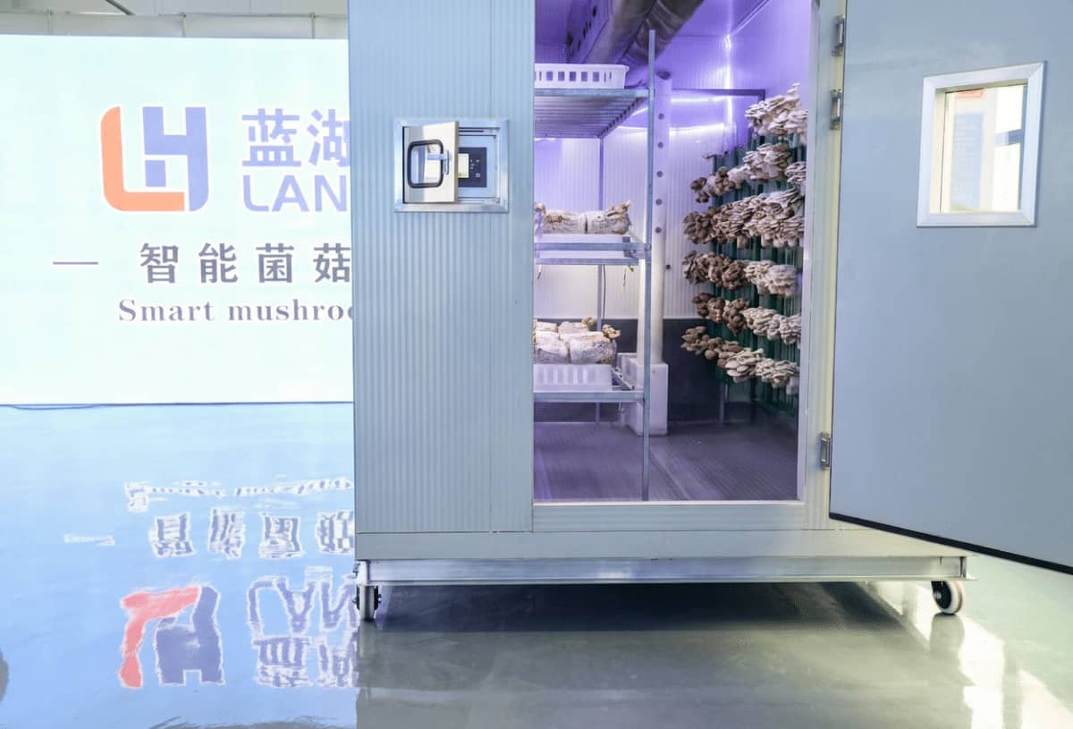 floor walls and mushroom display so it looks natural and undisturbed