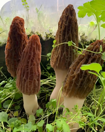 Edible Fungi Air Conditioner 17 Applicable Scope of Edible Mushroom Air Conditioning