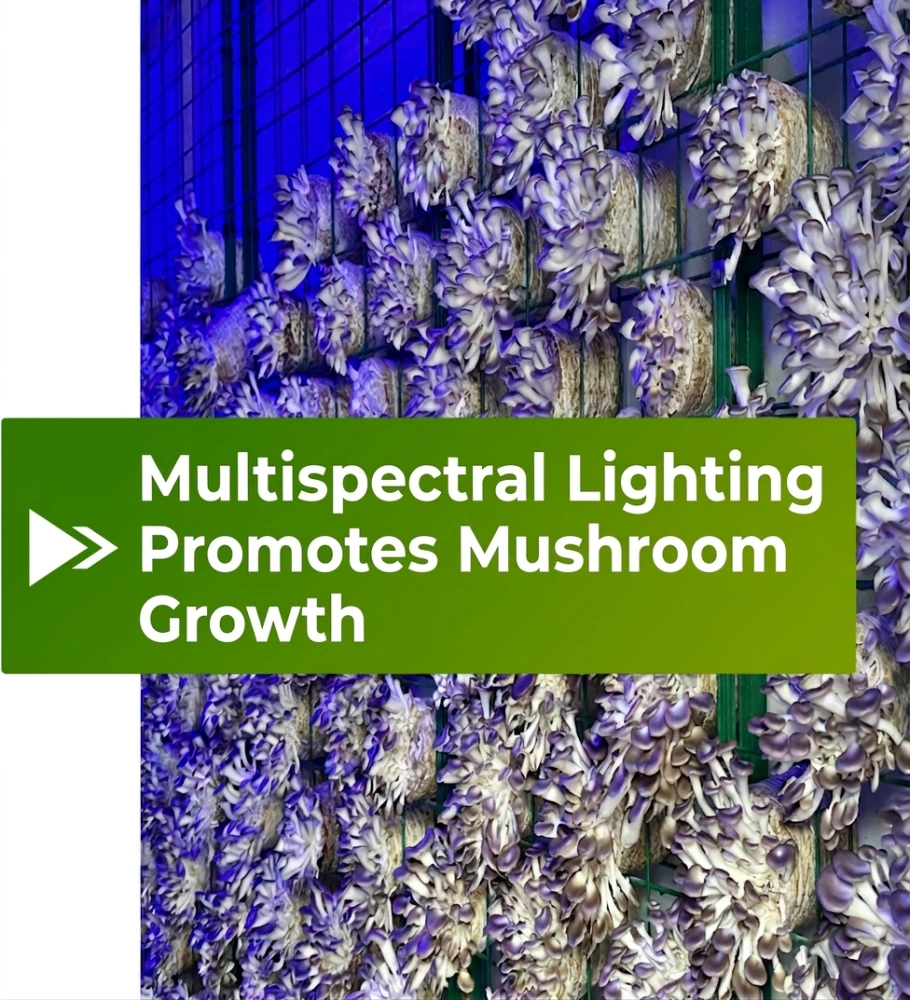 Smart Cabin Mushroom Room 25 Intelligent lighting system